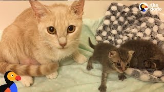 Cat Mom Nurses Orphaned Kittens  The Dodo [upl. by Yedarb]