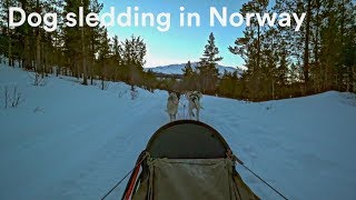 Dog sledding in Jotutunheimen and Norway [upl. by Eicak]