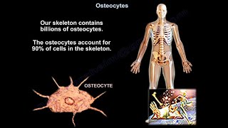 Osteocytes  Everything You Need To Know  Dr Nabil Ebraheim [upl. by Murry]