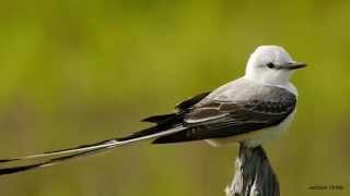 Scissortailed Flycatcher [upl. by Adnelg604]