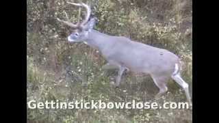 Traditional Bow hunt Black Widow Bows Recurve Monster Montana 8pt [upl. by Hesta367]