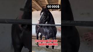 60 000  ga OT olindi arziydimibuqa buqaboqish buqalar mol qoy cow qoybozor molbozor rek [upl. by Field125]