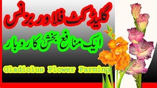 Gladiolus Flower Farming in PakistanHow to Collect Seeds of GladiolusGrow Kenyan Gladiolus [upl. by Pamelina473]