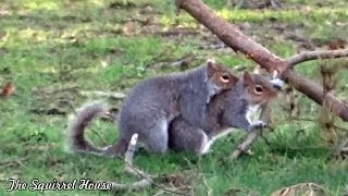 Frollicking Furballs aka Squirrels Mating [upl. by Thompson]