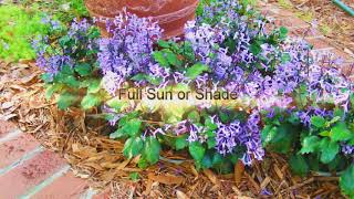 Mona Lavender Plectranthus Florida Friendly Plant Gardening [upl. by Adnilem311]