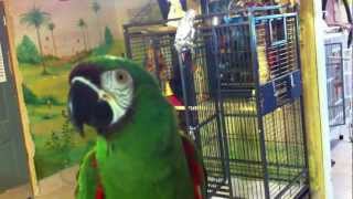 Liu the severe macaw talking at the Wilson Parrot Foundation 3 [upl. by Doti681]