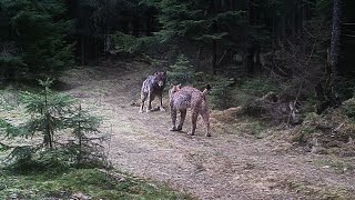 Eurasian lynx and wolf encounter sequence of camera trap photos [upl. by Falconer76]