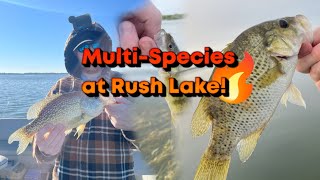 Thrilling Ultralight MultiSpecies Fishing at Rush Lake MN [upl. by Norreht237]