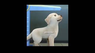 pip dog short film  heart touching music  alltimevideo shorts [upl. by Alat]