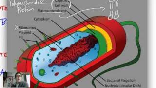 Prokaryotes and Eukaryotes [upl. by Joung]