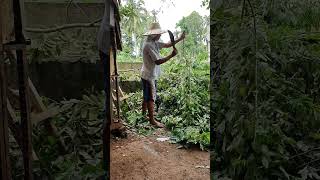 mbS933 Madre Cacao Clearing youtubeshorts tutorial shorts trending viralvideo farm [upl. by Retsevlys]