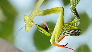 MANTIS VS SNAKE  Master In Camouflage [upl. by Giles]