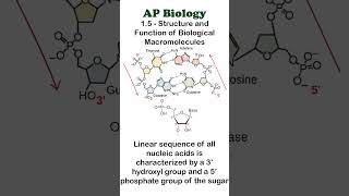 AP Bio  15 Part 1  DNA Directionalality apbiology biochemistry [upl. by Ahsiyt]