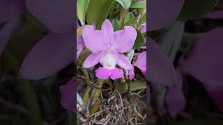 Cattleya walkeriana tipo [upl. by Belayneh]