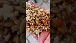 Winter soft food for parrot birds babyparrotកូនសេក parrot talkingparrotscareandroutine [upl. by Ahsillek158]