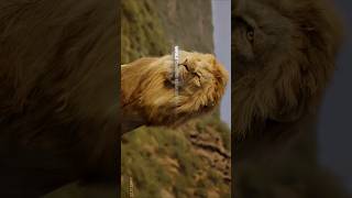 SIMBA SUPERHIT MOVIES LIKE THIS lion tiger monkeys real ytshorts entertainment wildlife yt [upl. by Drusie]