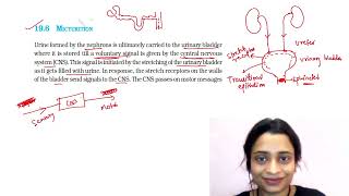 Excretory system Lecture 5  Micturition [upl. by Bach]