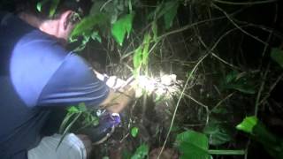 Leptodactylus pentadactylus Smoky jungle frog [upl. by Llennahc]