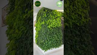 Greenwall Abu Dhabi Govergardencentre Greendubai Gogreen [upl. by Dacey551]