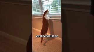 👀Why Do Cats Stare Out Windows🐱 [upl. by Enineg]