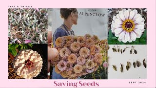 Saving Zinnia Seeds [upl. by Edmea]