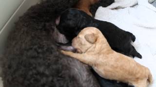 Toy Poodle Puppies Suckling [upl. by Poler]