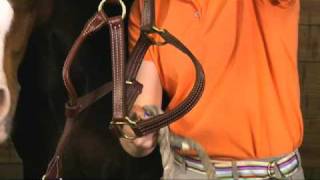 How to Approach a Horse and Put on Halter [upl. by Romeo]