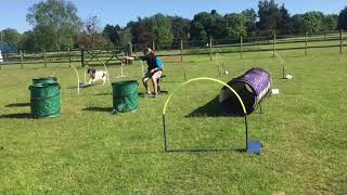 Hoopers Agility Fun [upl. by Knowland771]