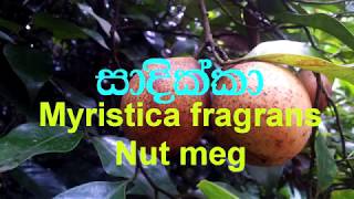 Sadikka  Nut meg Myristica fragrans  Ayurvedic plants [upl. by Wren]