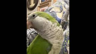 Quaker Parrot saying “Hi” in her frog voice [upl. by Marlyn]