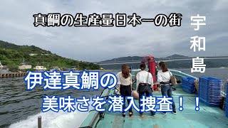 【鯛養殖】ブランド鯛の伊達真鯛の美味さに迫る【宇和島】 [upl. by Clifton]