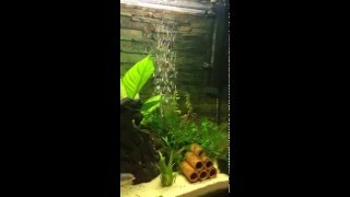 Giant Bronze Corydoras Breeding Spawning [upl. by Kyle]