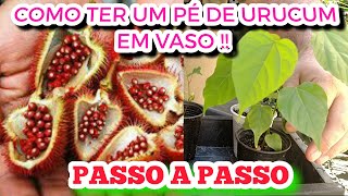 COMO PLANTAR URUCUMCOLORAU EM VASOCONFIRA [upl. by Redford903]