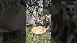 The amazing tail of the ringtailed lemur [upl. by Lacy]