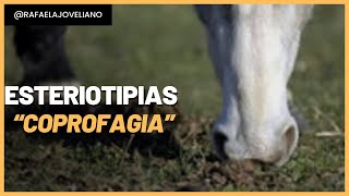 Coprofagia vícios de comportamento  Cavalo que come as próprias fezes [upl. by Sean273]