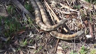 Tiger Snake Male Combat [upl. by Richie]