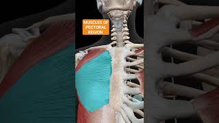 Muscles of Pectoral Region  medicalmedics 3d viral shorts shortsvideo [upl. by Mcclain632]