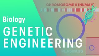 Genetic engineering  Genetics  Biology  FuseSchool [upl. by Asilenna]