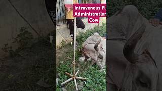 Intravenous Fluid Administration In Cow cow animals shorts [upl. by Calder]