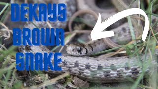 DeKays Brown snakeSnake Facts [upl. by Albrecht23]