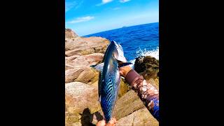 Catching SKIPJACK TUNA from the SHORE🎣 rockfishing shorecastingphilippines [upl. by Evyn]