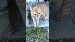 CatI have a lot to say funnyshorts fuunypets catfunny funny talkingcat [upl. by Doowyah]