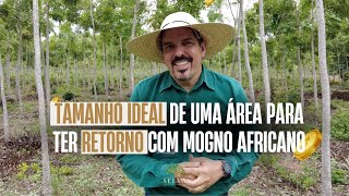 TAMANHO IDEAL DA ÁREA PARA TER RETORNO COM MOGNO AFRICANO [upl. by Kawai]