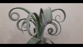 Tillandsia Curly Slim T intermedia x T streptophylla [upl. by Ainocal]