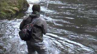 Steelhead Trout Oncorhynchus mykiss  Trophy Oregon Coastal Winter Steelhead [upl. by Moersch596]