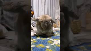 Bedtime ritual lop eared rabbit pet rabbit rabbit [upl. by Shanly214]