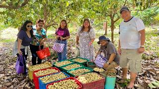 1st time Makakakita UNLIMITED LANZONES sa 50 Hectares Orchard  DUKU VARIETY Super Sarap [upl. by Aerda]