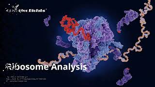 Ribosome Analysis  Creative Biolabs [upl. by Aisek]