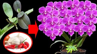 Miracle Of Orchids And Aloe Vera How To Use Aloe Vera To Revive Orchids [upl. by Churchill]