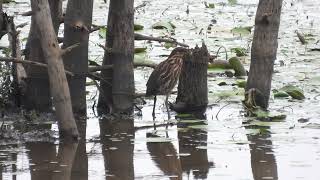 Black Bittern Ixobrychus flavicollis [upl. by Glynas788]